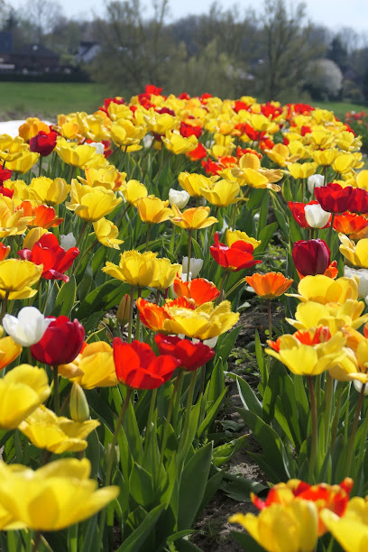 Blumengeschäft