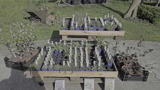 Gartenwert, Staudenkulturen Wischmann