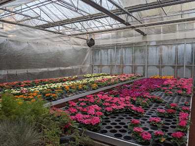 Tanja's Blumen