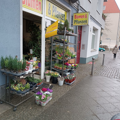 Blumen & Pflanzen