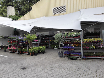 Blumen Hermann Nies