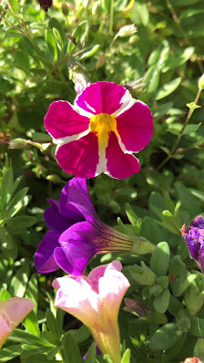 Blumen Hermann Nies