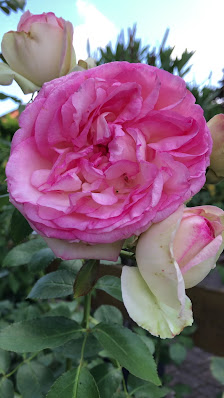 Blumen Hermann Nies