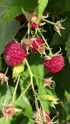 Gartenbau Lessmann