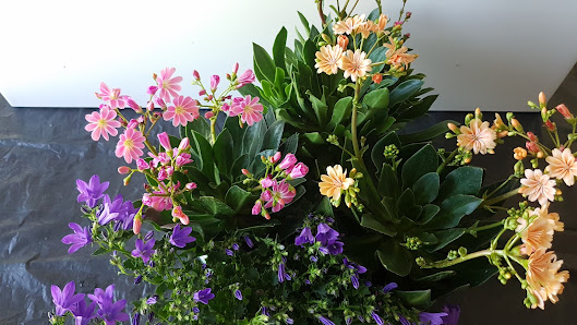 Blumen Uhlig Saison Verkauf
