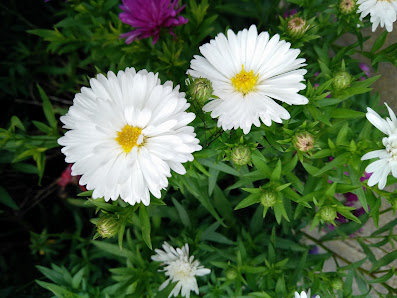 Gartencenter Bresserhof