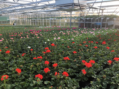 Blumen Heinen Heiner , MG-Wanlo