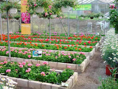 Blumen Albrecht