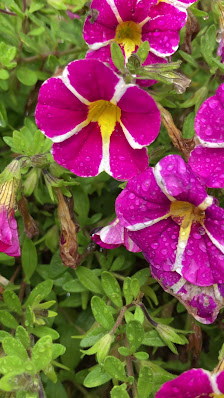 BLUMEN selbst schneiden