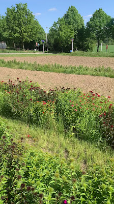 BLUMEN selbst schneiden
