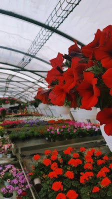 Blumen Stenner