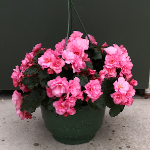 Meurers Gartenbau