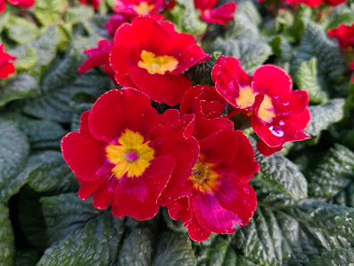 Meurers Gartenbau