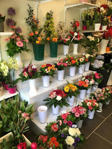 Blumen Und Pflanzen