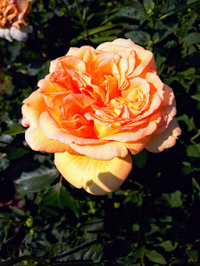 Waltraud Seeger Gartenbau, Blumenhaus Seeger