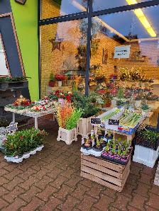 blumen und pflanzen