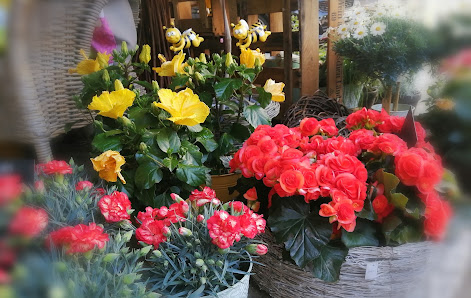 Blumen Kücherer