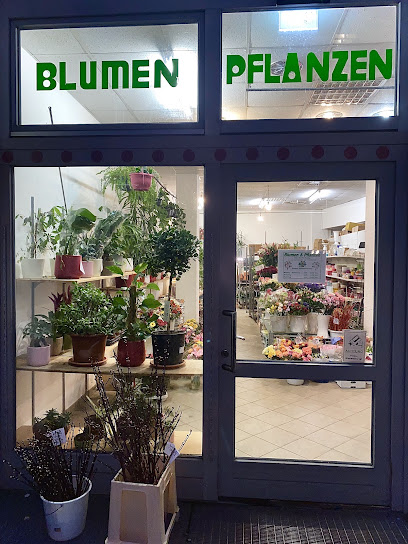 Blumen & Pflanzen