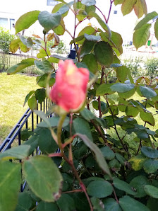 AB Gartengestaltung - Begisholli