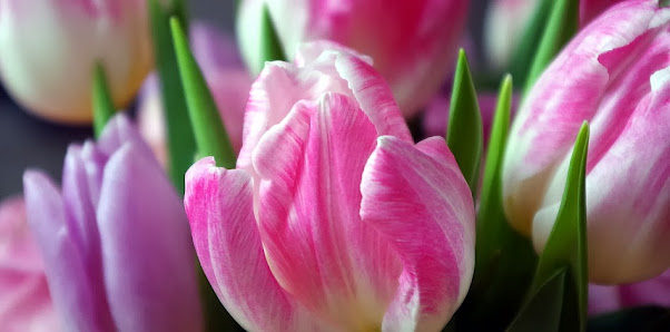 Joy Pospischil Blumen