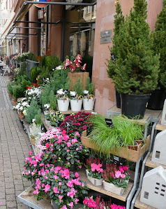 BLUME2000 Heidelberg