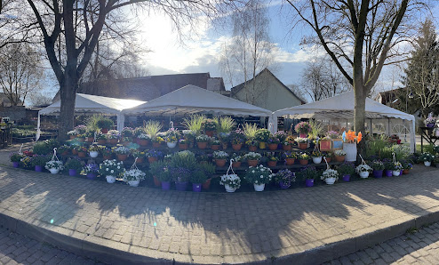 Blumen Albrecht