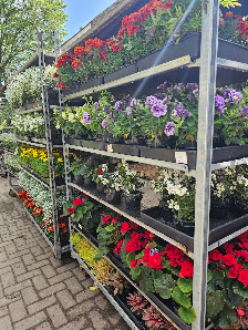 Blumen Albrecht