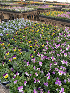 Blumen Albrecht