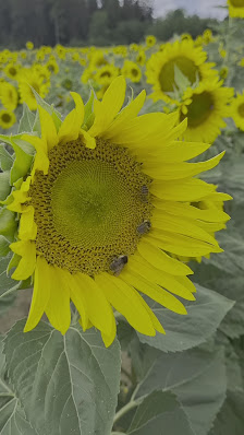 wildigarten