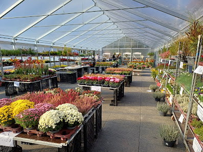 Blumenmönche direkt
