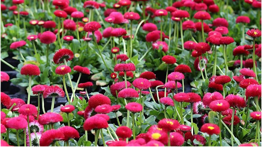 Blumen Paule-Liebchen OHG