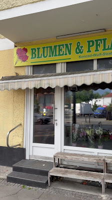 Blumen & Pflanzen