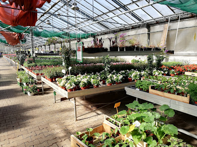 Blumen GmbH Aurenz