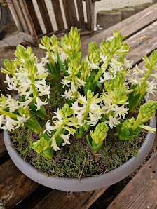 Blumen Betzler