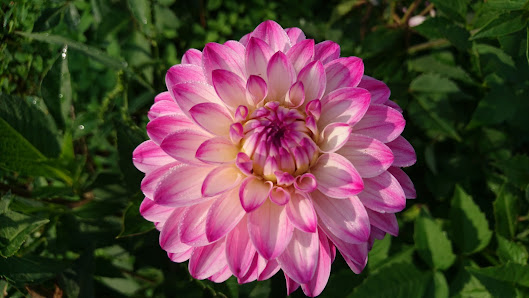 Blumenfeld Bauer Baur zum selber schneiden