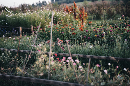wildwuchs- kleine Blumenfarm