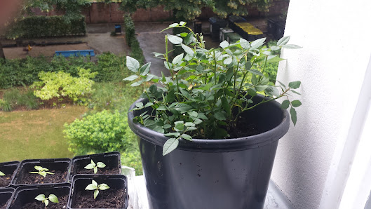 Mini-Flora