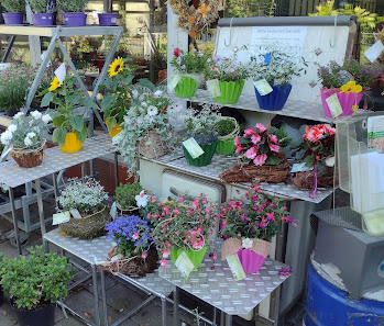 Blumen Segelbacher