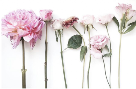 Lilly & Roses GmbH