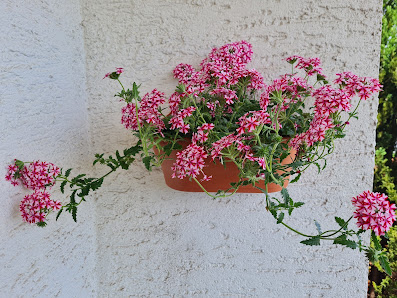 Blumen Maschke