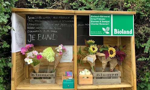Erna Primula - Blumen & Saatgut