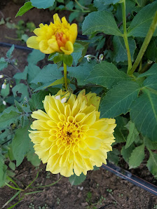 Blumen selber schneiden