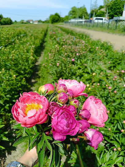 Blumenmarkt in Bruchsal
