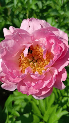 Blumen selber schneiden