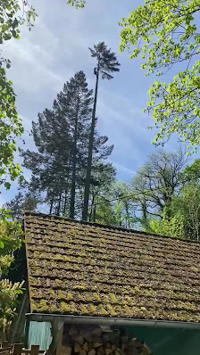 Baumwerk Wolf - Baumpflege und Gartenpflege im Rhein-Neckar-Kreis