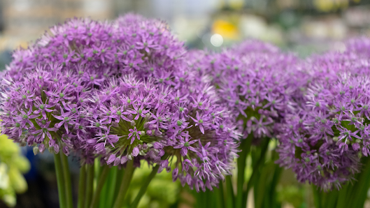 Akkus Blumen & Pflanzen (Lichtenberg)
