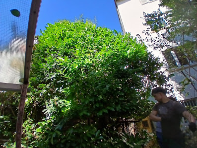 Fote Gartenbau