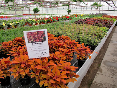 Blumen Bräutigam