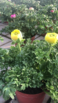 Gärtnerei und Blumenhaus Oelkrug Heinz Inh. Monika Mäder