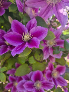 Bianca's Blumenträume